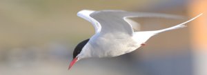 Arctic Tern on Svalbard 79N