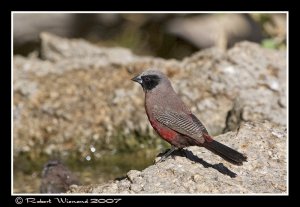 Black-faced Waxbill