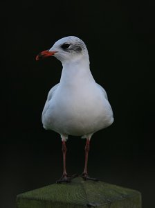 Mediterranean Gull