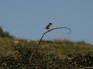 Stonechat