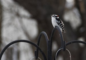 Downy Woodpecker