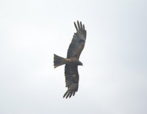 Square-Tailed Kite