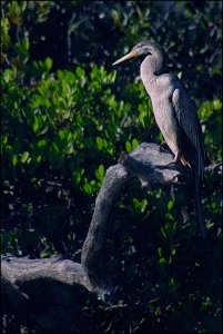 ?Darter Soccer Spectator