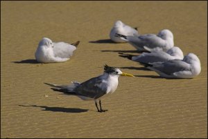 ?Tern