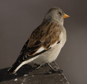 Snowfinch