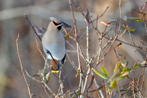 Bohemian Waxwing