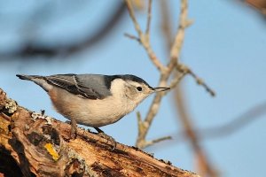 White-breasted Nuthatch