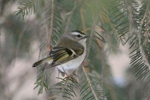 Golden-crowned Kinglet [Regulus satrapa]