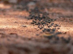 African Ants