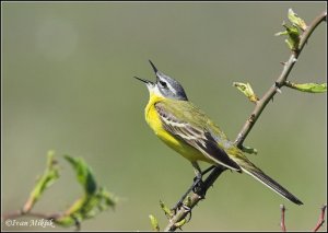Singing Blue-headed Wagtail