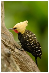 Blond-crested woodpecker