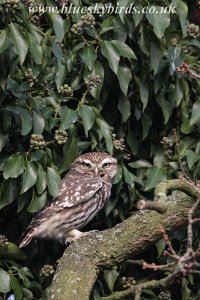 little owl