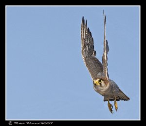 Red-necked Falcon on take off.