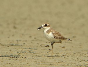 greater sand plover