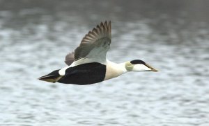 Svalbard eider