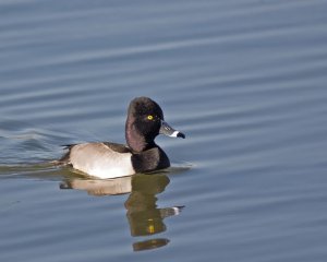 Ringed Neck Duck - Male