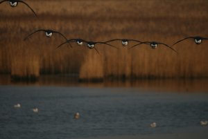 Formation Flying