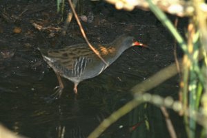 Water Rail