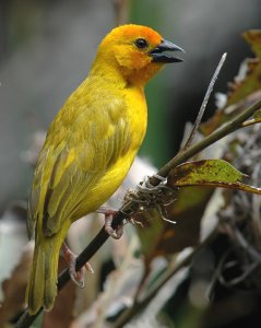 Golden Palm Weaver