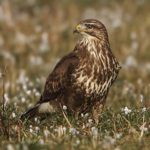 Common buzzard