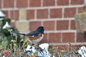 Eastern Towhee