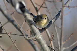 Peek-a-Boo Pine Warbler