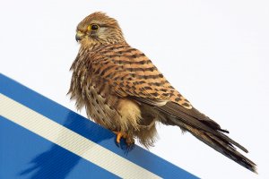 Kestrel