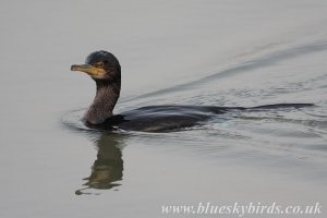 swift shag