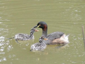 Merry Xmas to all. Grebes Queensland