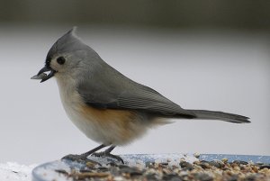 Birds in my backyard