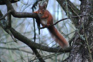 red_squirrel5