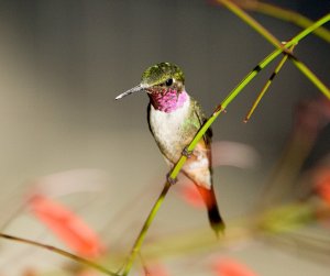 Amethyst Woodstar (Male)