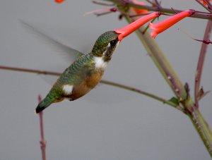 Amethyst Woodstar (Female)