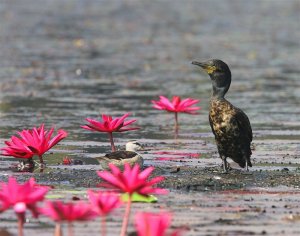 Cotton Pygmy Goose-Indian Cormorant