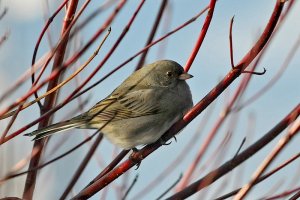 Another Dark-eyed Junco