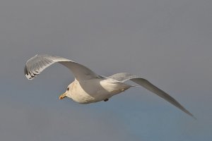 Kumlein's Iceland Gull
