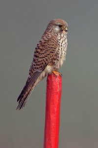 Common kestrel