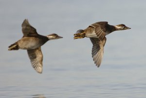 Common scoter