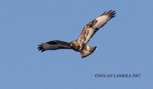 Rough-legged Hawk