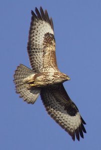 Common buzzard