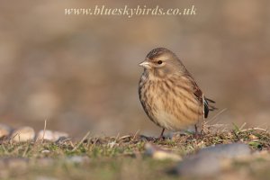 linnet