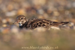 turnstone