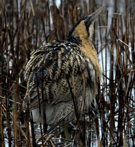 Bittern