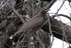 African Pied Starling