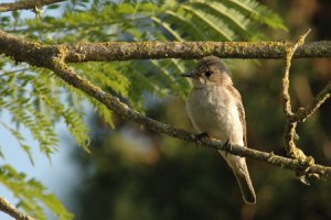 Spotted Flycatcher