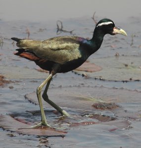 Bronze-winged Jacana