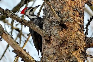 Pileated Woodpecker