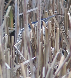 Bittern