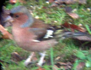 Chaffinch