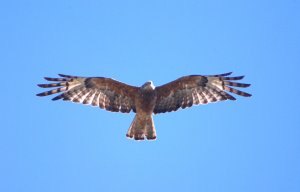 Square-tailed Kite